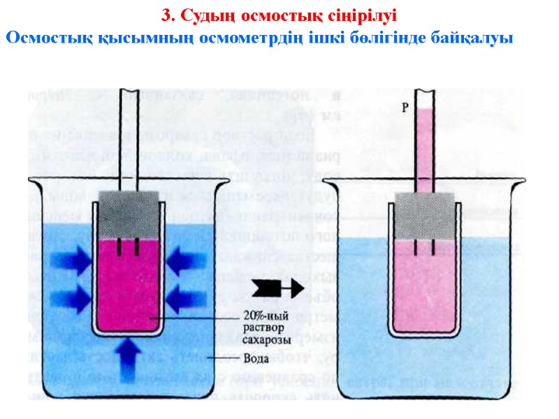 3. Судың осмостық сіңірілуі  Осмостық қысымның осмометрдің ішкі бөлігінде байқалуы